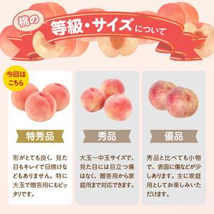 ふるさと納税 《先行受付》品種おまかせ 大玉白桃 約3kg【特秀】 （8〜10玉）【2026年8月上旬頃〜発送予定】 001-100 山形県大江町の画像