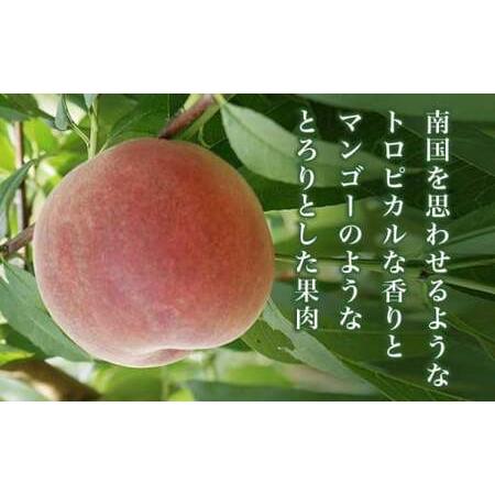 ふるさと納税 黄金桃 約3kg 7〜12玉 ［小布施屋］ 桃 もも モモ フルーツ 果物 令和8年産 【2026年8月下旬〜9月上旬発送】 ［A-11］ 長野県小布施町の画像