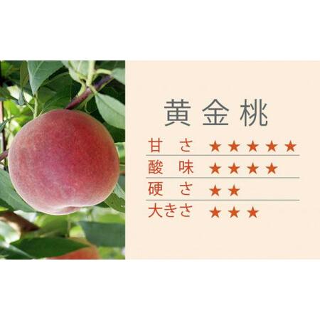 ふるさと納税 黄金桃 約3kg 7〜12玉 ［小布施屋］ 桃 もも モモ フルーツ 果物 令和8年産 【2026年8月下旬〜9月上旬発送】 ［A-11］ 長野県小布施町の画像