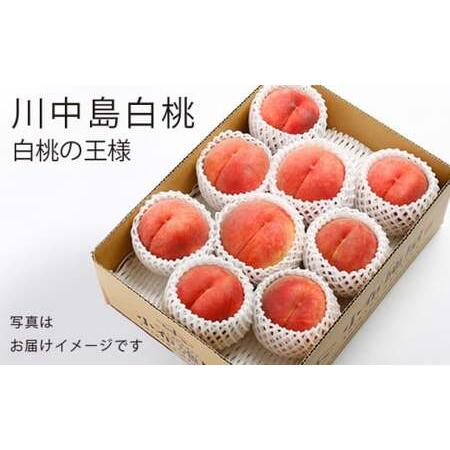 ふるさと納税 川中島白桃 約3kg 6〜12玉 ［小布施屋］ 桃 白桃 もも モモ フルーツ 果物 令和8年産 【2026年8月下旬〜9月上旬発送】［A-6］ 長野県小布施町の画像