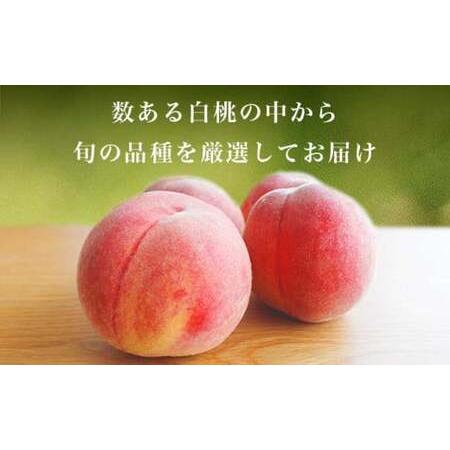 ふるさと納税 旬の白桃 約2kg 4〜9玉 ［小布施屋］ 白桃 桃 もも モモ フルーツ 果物 クール便 冷蔵便 長野県産 信州産 期間限定 数量限定  た.. 長野県小布施町の画像
