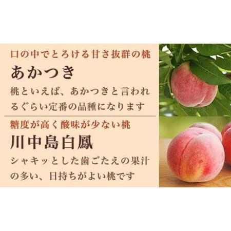 ふるさと納税 旬の白桃 約2kg 4〜9玉 ［小布施屋］ 白桃 桃 もも モモ フルーツ 果物 クール便 冷蔵便 長野県産 信州産 期間限定 数量限定  た.. 長野県小布施町の画像