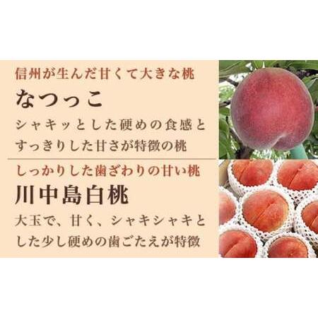 ふるさと納税 旬の白桃 約2kg 4〜9玉 ［小布施屋］ 白桃 桃 もも モモ フルーツ 果物 クール便 冷蔵便 長野県産 信州産 期間限定 数量限定  た.. 長野県小布施町の画像