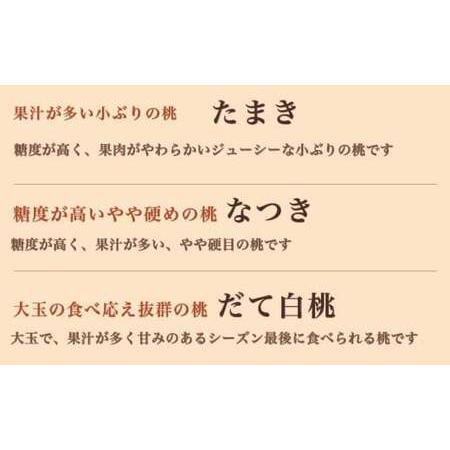 ふるさと納税 旬の白桃 約2kg 4〜9玉 ［小布施屋］ 白桃 桃 もも モモ フルーツ 果物 クール便 冷蔵便 長野県産 信州産 期間限定 数量限定  た.. 長野県小布施町の画像