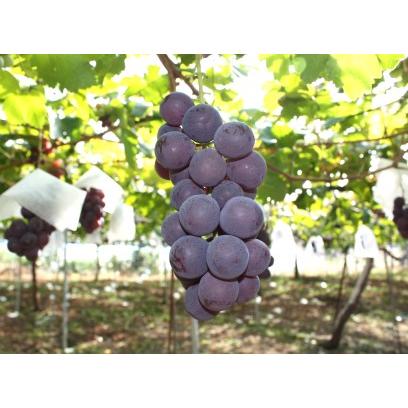 ふるさと納税 【2025年9月〜10月発送分先行受付】「秀品」山形のぶどう品種おまかせ約4kg(約2kg&times;2種)_H056(R7) 山形県長井市