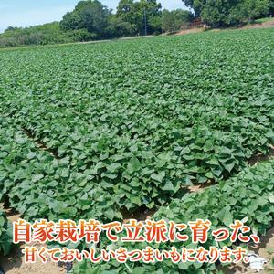 ふるさと納税 【2025年9月より順次発送】さつまいも(紅はるか) 約5kg｜さつまいも 芋 サツマイモ 紅はるか 先行予約 茨城県 行方市(HP-1) 茨城県行方市の画像