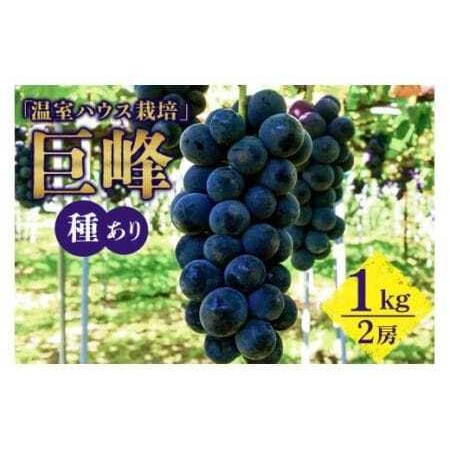 ふるさと納税 [ 2026年 先行予約 ] 「温室ハウス栽培」 巨峰 1kg( 種あり ) 久家ぶどう園 2房 ぶどう ブドウ 有機 肥料 ハウス 栽培 国産 果.. 茨城県石岡市