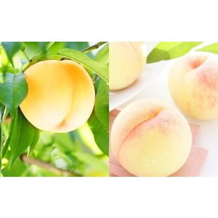 ふるさと納税 清水白桃 エース 3玉 約750g 【2026年7月上旬〜7月下旬発送予定】 ／ 白桃 桃 もも モモ 岡山県美咲町の画像