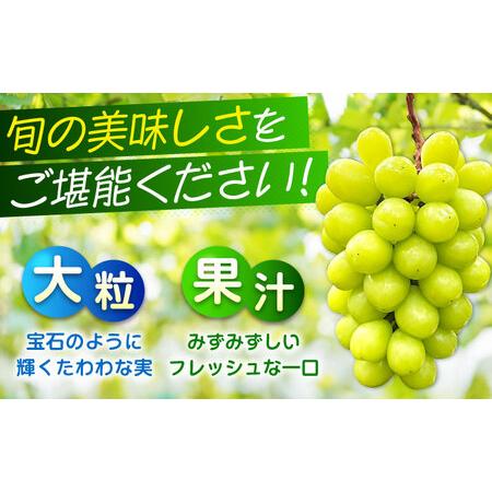 ふるさと納税 沼隈ぶどう シャインマスカット 約4kg [BAEV011] シャインマスカット 広島県福山市の画像