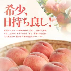 ふるさと納税 南信州産 秋桃 白桃 約3kg【2026年8月下旬〜発送】| 果物 くだもの フルーツ 柿 桃 もも 白桃 秋桃 ジューシー 長野県 信州 南信州.. 長野県飯田市の画像