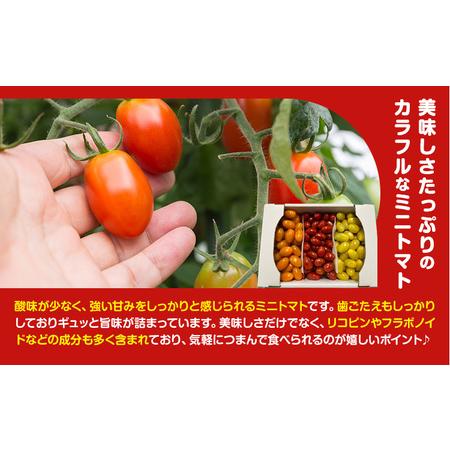 ふるさと納税 田村さん家のミニトマト約2kg【産】田村農園《11月上旬-7月下旬出荷》野菜新鮮リコピン 栃木県野木町_2