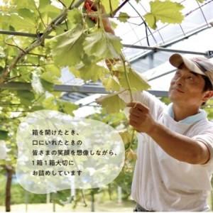 ふるさと納税 【発送月固定定期便】【2026年先行予約】シャインマスカット計2kg〜と梨2-3種上級品岡山産全2回【配送不可地域：離島】【4067489】 岡山県津山市の画像
