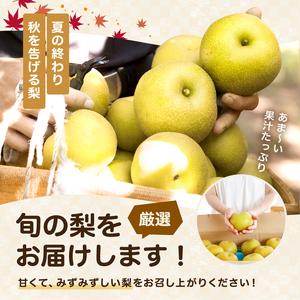ふるさと納税 梨 南水 糖度14度以上 約3kg 【2026年9月中旬〜発送】 長野県飯田市_2