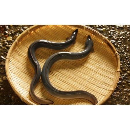 ふるさと納税 台湾産 きざみうなぎ蒲焼き 10パックセット たれ・山椒付き ss-0052 高知県香南市_4