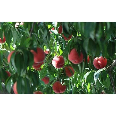 ふるさと納税 《2026年発送先行予約》山形県産 完熟白桃おどろき 約2kg 秀 桃 もも フルーツ果物 くだもの 山形県 中山町 F4A-0919 山形県中山町の画像