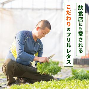 ふるさと納税 フリルレタス 10袋 約 3kg |レタス 旭市 千葉県旭市_1