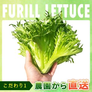 ふるさと納税 フリルレタス 10袋 約 3kg |レタス 旭市 千葉県旭市_2
