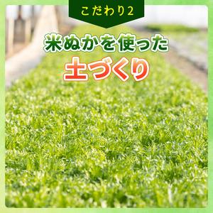 ふるさと納税 フリルレタス 10袋 約 3kg |レタス 旭市 千葉県旭市_3