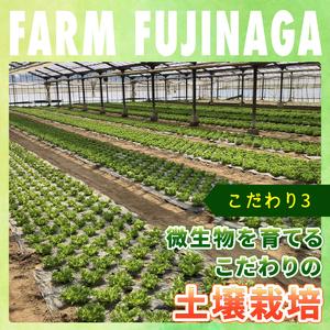 ふるさと納税 フリルレタス 10袋 約 3kg |レタス 旭市 千葉県旭市_4