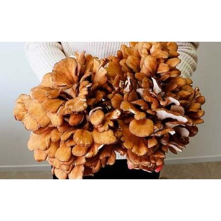 ふるさと納税 【12ヶ月定期便】長五郎 まいたけ 株500g×2 ほぐし300g×2 計19.2kg | きのこ きのこ  きのこ きのこ きのこ 群馬県前橋市