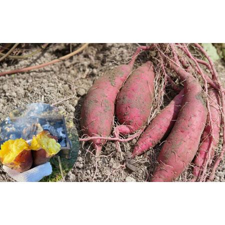 ふるさと納税 【令和9年1月より順次出荷】京都府産 干し芋(紅はるか) 150g×5袋 さつまいも サツマイモ 紅はるか ねっとり 自家栽培 宮津.. 京都府宮津市の画像