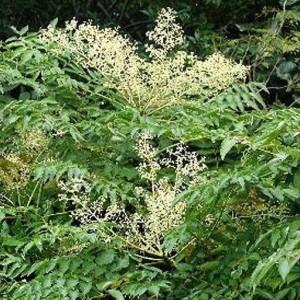 ふるさと納税 熊野古道 峠の蜂蜜3本セット 【SW71】 和歌山県九度山町の画像
