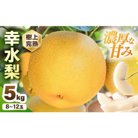 ふるさと納税 [先行予約] 幸水梨 1箱 5kg入り (8〜12玉) [2026年8月中旬以降順次発送予定] 梨 なし [A-16208] 福井県坂井市