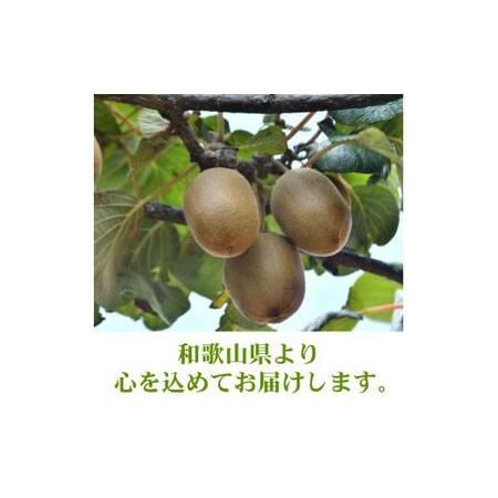 ふるさと納税 キウイ 厳選 5kg＋250g（痛み補償分） / キウイフルーツ 高級 和歌山 ※2026年11月中旬〜2027年4月下旬に順次発送 ※北海道・沖.. 和歌山県広川町_3