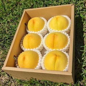 ふるさと納税 甲府市産 黄金桃 約2kg（4〜7玉） 山梨県甲府市の画像