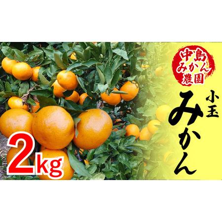 ふるさと納税 [2025年12月から発送]中島産 温州みかん 小玉2kg | ミカン 蜜柑 不揃い 柑橘 果物 フルーツ 松山 愛媛 みかん ミカン 蜜柑 中.. 愛媛県松山市
