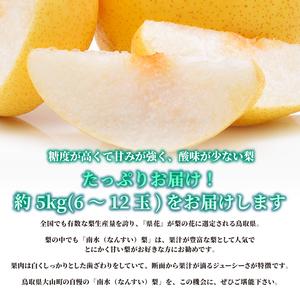 ふるさと納税 DS-06　南水梨 5kg 鳥取県大山町_1