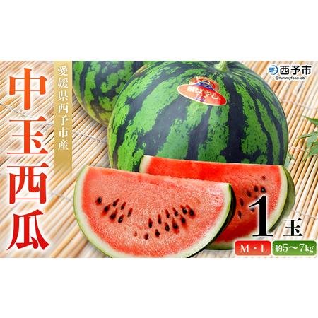 ふるさと納税 [先行予約][愛媛県西予市産 中玉西瓜 1玉] 果物 くだもの 果肉 フルーツ 西瓜 すいか スイカ 中玉 中玉すいか 中玉スイカ M〜L.. 愛媛県西予市