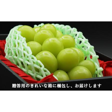 ふるさと納税 【令和８年度先行予約】贈答用！希少価値の高い高級シャインマスカット（１房 ６００ｇ以上）　シャイン シャインマスカット マ.. 山梨県富士川町_1