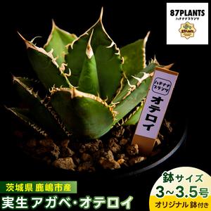 ふるさと納税 鹿嶋市産 実生アガベ・オテロイ オリジナル鉢付き（3