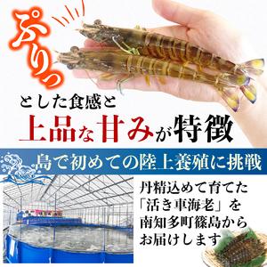 ふるさと納税 先行予約 活車海老 約200g 指定日必須 愛知県南知多町_1
