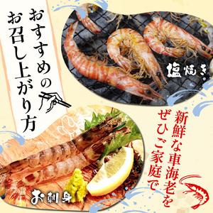 ふるさと納税 先行予約 活車海老 約200g 指定日必須 愛知県南知多町_2