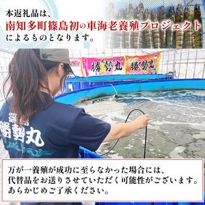ふるさと納税 先行予約 活車海老 約200g 指定日必須 愛知県南知多町_3