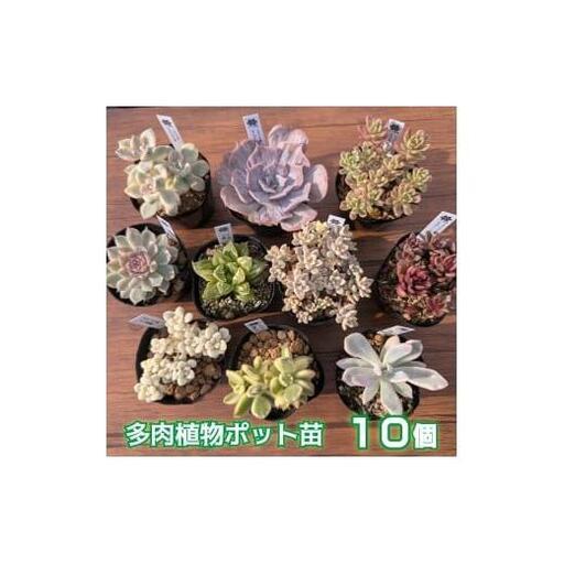 ふるさと納税 多肉植物ポット苗の錦（斑入り）10個セット [1227] 兵庫