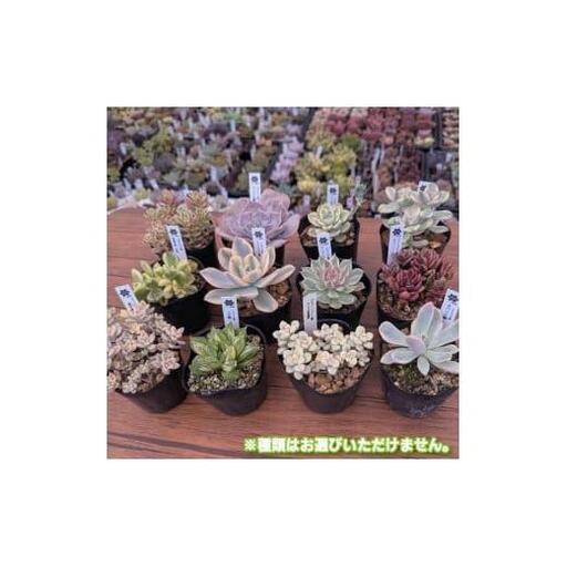 ふるさと納税 多肉植物ポット苗の錦（斑入り）10個セット [1227] 兵庫