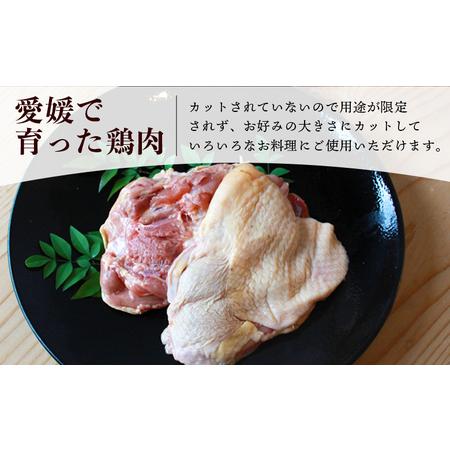 ふるさと納税 ＜愛媛県産 銘柄鶏 浜千鶏（はまちどり）若鶏もも肉 3kg（1kg×3）6ヶ月定期便＞ 国産 鶏肉 鳥肉 とり チキン モモ肉 はまちど.. 愛媛県西予市の画像