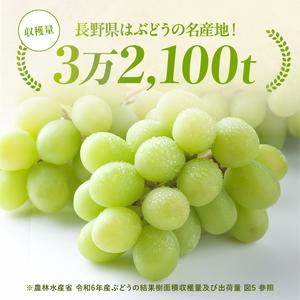 ふるさと納税 氷温貯蔵 長野県産 シャインマスカット 約2kg 秀品 〈2026年11月上旬〜12月下旬発送〉| 長野県 飯田市 長野県飯田市の画像