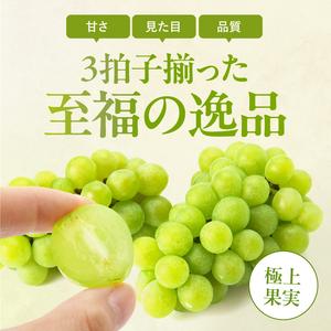 ふるさと納税 氷温貯蔵 長野県産 シャインマスカット 約2kg 秀品 〈2026年11月上旬〜12月下旬発送〉| 長野県 飯田市 長野県飯田市の画像