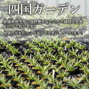 ふるさと納税 アガベ・オバティフォリア「オルカ」4号 四国ガーデン