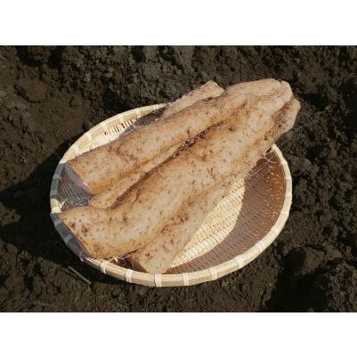 ふるさと納税 MS-07　大山産自然薯 850g 鳥取県大山町_2