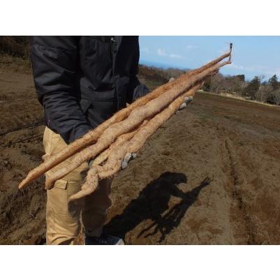 ふるさと納税 MS-07　大山産自然薯 850g 鳥取県大山町_3