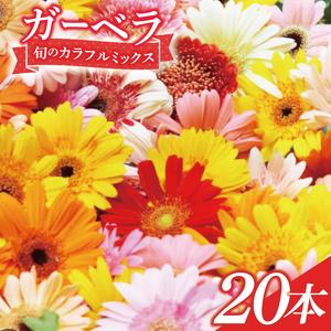 ふるさと納税 旬の水戸市常澄のガーベラ カラフルミックス20本(DR-130) 茨城県水戸市