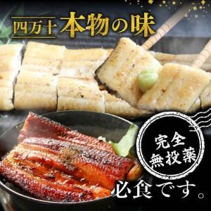 ふるさと納税 【差し上げる用】【5回定期便】限りない国産ウナギ四万十桜 白焼き約140g×3尾 | ウナギ 鰻 鰻 白焼き 定期便 国産 四万十鰻 鰻 .. 高知県南国市