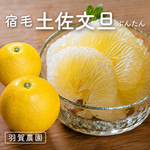 ふるさと納税 羽賀農園の土佐文旦 10kg家庭用(小玉) 土佐文旦 高知県宿毛市