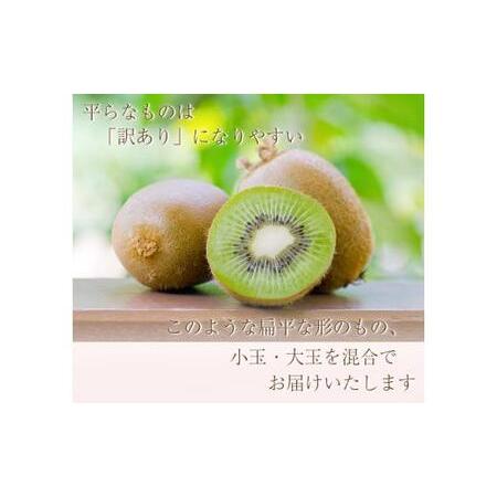 ふるさと納税 わけあり キウイ 5kg＋250g（傷み補償分）扁平果 / 和歌山 家庭用 フルーツ 果物 くだもの ※2026年11月中旬より2027年4月下旬.. 和歌山県紀美野町_2