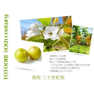 ふるさと納税 数量限定 鳥取県産 梨 訳あり ご自宅用 二十世紀梨 5kg 鳥取県琴浦町_1